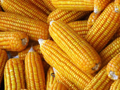 Yellow corn