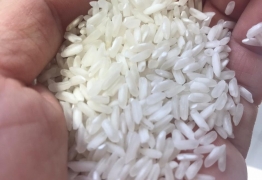 Vietnam Long grain White rice 504