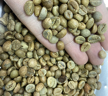 Robusta Coffee