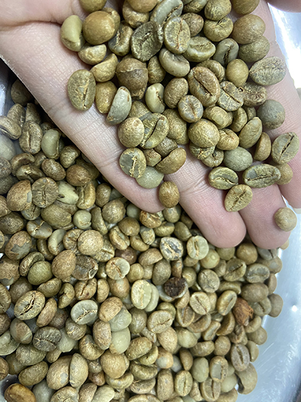 Robusta Coffee