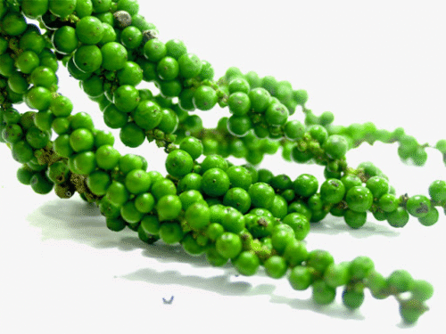 Pepper green